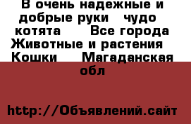В очень надежные и добрые руки - чудо - котята!!! - Все города Животные и растения » Кошки   . Магаданская обл.